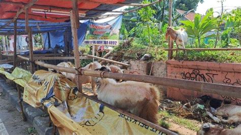 Sambut Idul Adha 1445 H Pembagian Hewan Kurban Jalin Hubungan Sosial