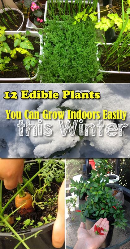 Edible Plants You Can Grow Indoors Easily This Winter Digging In