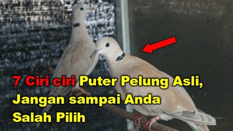 7 Ciri Ciri Puter Pelung Asli Jangan Sampai Anda Salah Pilih YouTube