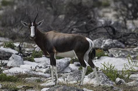 Trophy Hunting The Bontebok In South Africa Ash Adventures