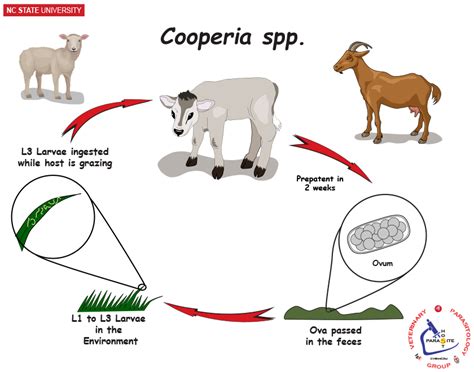 Ncsu Veterinary Parasitology