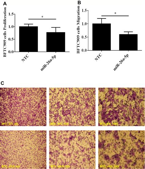 Restoration Of Mir 26a 5p Suppressed Proliferation And Migration Of