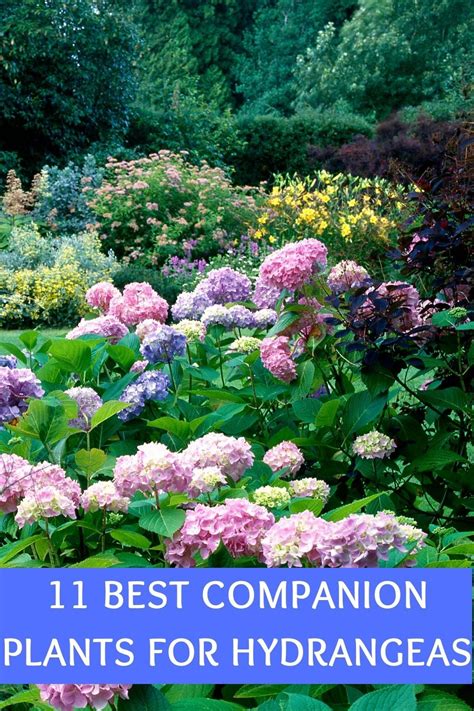 Bobo Hydrangea Companion Plants