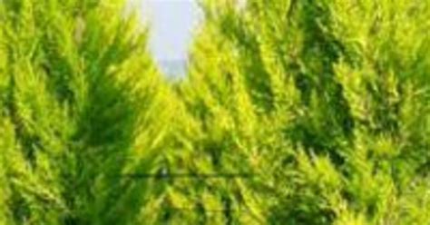 Cupressus Macrocarpa Goldcrest Montereycipres Vtwonen