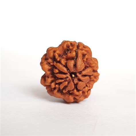 1 Mukhi Rudraksha Round Shape Natural 1 Face Rudraksha With Lab