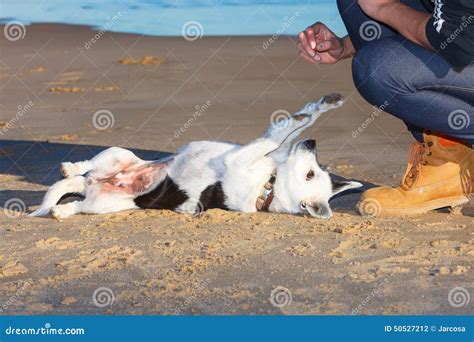 在海滩的训练狗 库存照片 图片 包括有 纵向 敬慕 似犬 交配动物者 查找 培训 朋友 照料者 50527212