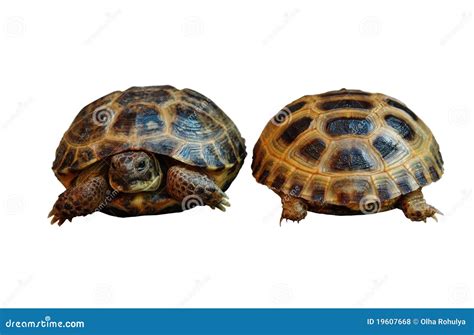 Testudo horsfieldii stock photo. Image of colors, anatomy - 19607668