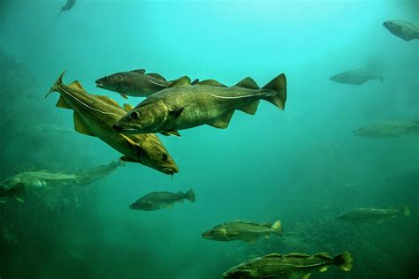 Angeln An Der Ostsee Zielfische Angelstellen Techniken Simfisch De