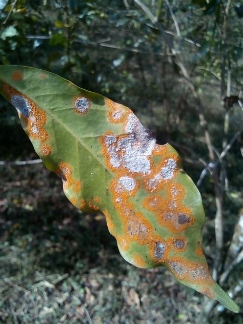 Fungus that eats fungus could help coffee farmers, shows Swedish study