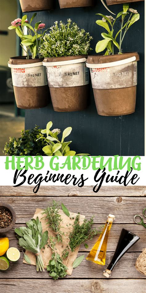 Herb Gardening Beginners Guide Dine Dream Discover