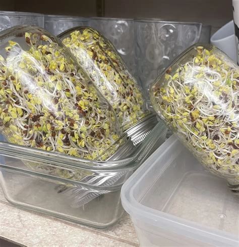 How To Grow Broccoli Sprouts At Home Easy Method