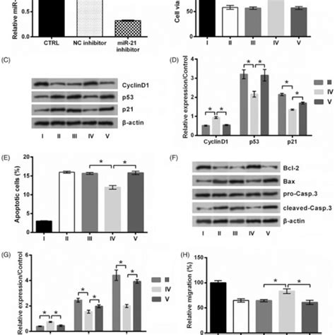 Silence Of Meg3 Prevents Hypoxic Injury Via Targeting Mir 21 A The