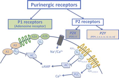 Alteration Of Purinergic Signaling In Diabetes Focus On Vascular