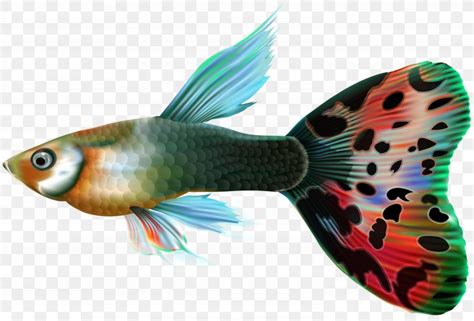 Guppy Fishing Clip Art PNG 6000x4069px Guppy Aquarium Bony Fish