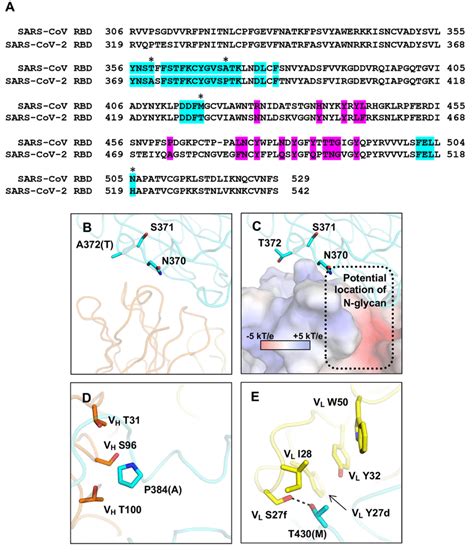 Conservation Of Epitope Residues A Sequence Alignment Of Sars Cov