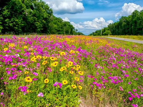 201304281298 Roadside Wildflowers Us 27 West Of High Spri Flickr