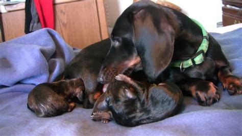 Dachshund Puppies Rescue Ohio / Dachshund Rescue Near Me | PETSIDI ...