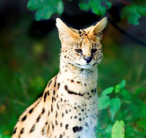 21 Things To Know Before Caring For An African Serval Cat Tele Talk