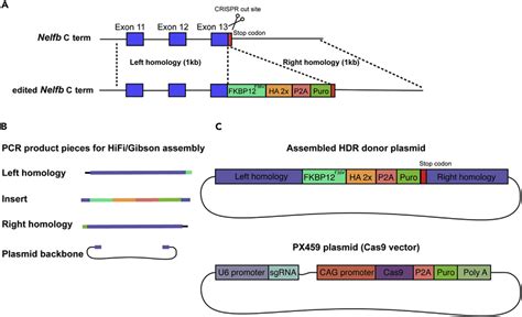 Constructs Designed To Tag The C Terminus Of A Protein Of Interest A