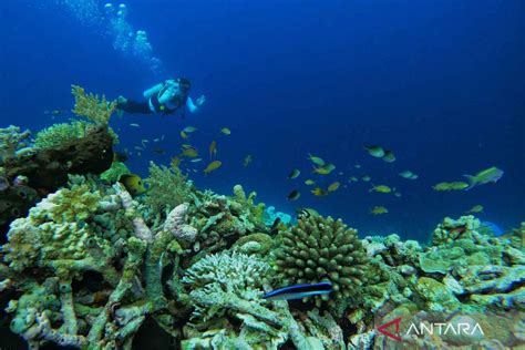 Melihat Pemandangan Bawah Laut Pulau Tomia Di Wakatobi Mccourtscollision