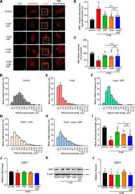 Frontiers Cardioprotective Effects Of Moku Boi To And Its Impact On