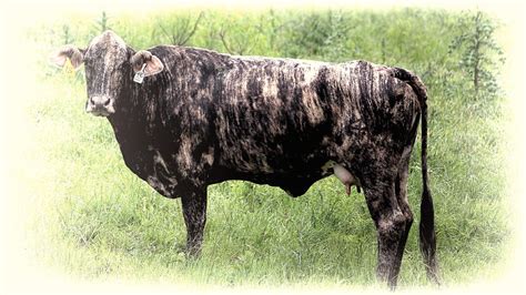 Striped Cow Photograph By Andrew Chianese