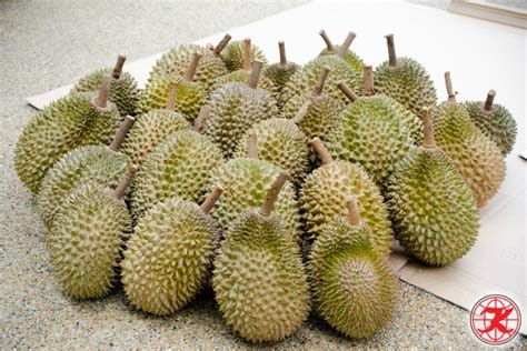 Day Jb Durian Feast Shopping Tour Kkkl Travel Tours