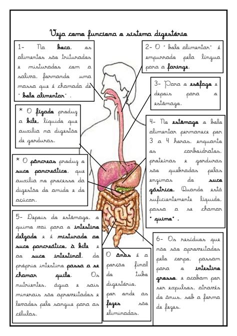 Veja Como Funciona O Sistema Digestório Esquemas Desenho Docsity