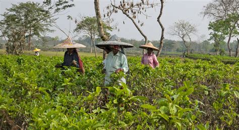 Assam India S Tea Country Wildlife Photography India