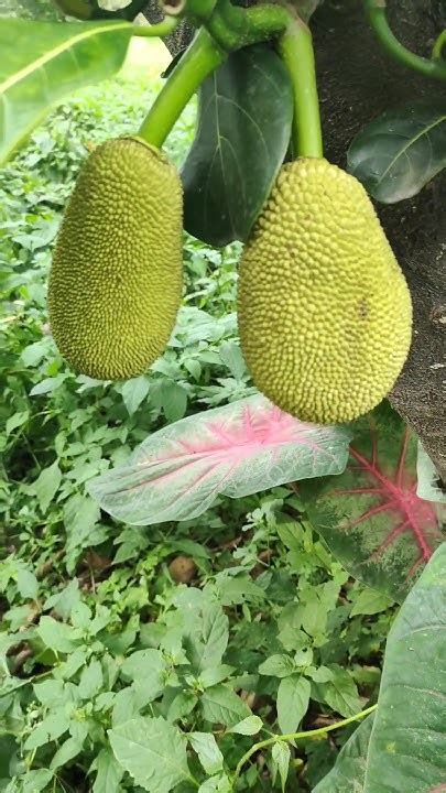 Jackfruit Tree Shorts Tree Trending Ytshorts Utpalentertainment