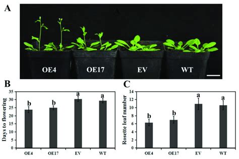 Early Flowering Phenomenon In Cpwrky75 Transgenic Arabidopsis A The