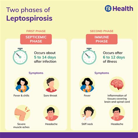 Leptospirosis: Causes, Symptoms, Phase and Treatment