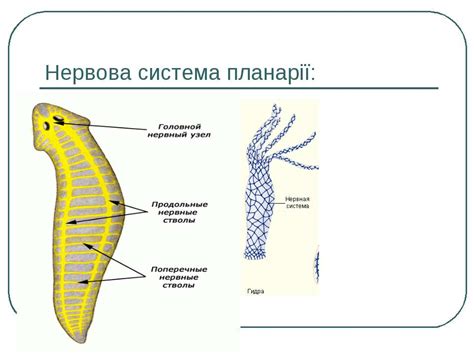 Плоскі черви - презентація з біології