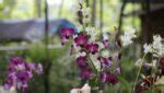 Orquídea gosta de sol Tire suas dúvidas sobre luminosidade