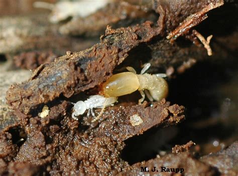 Termites Take Flight Eastern Subterranean Termites Reticulitermes