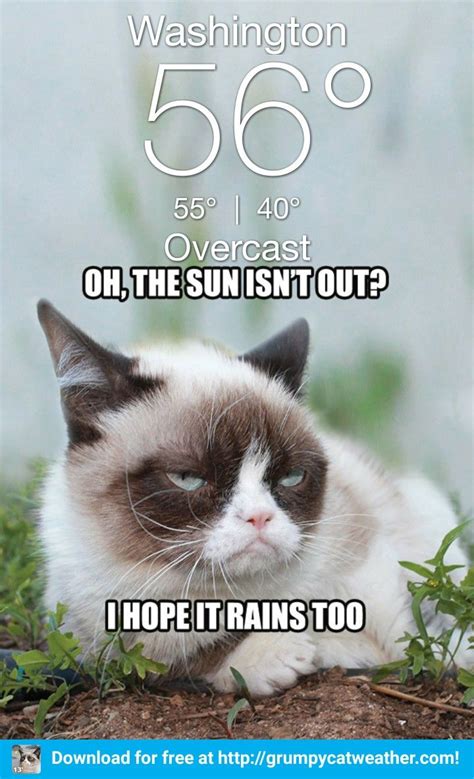 Pin By Jenny Lobb On Grumpy Weather Grumpy Cat Quotes Grumpy Cat