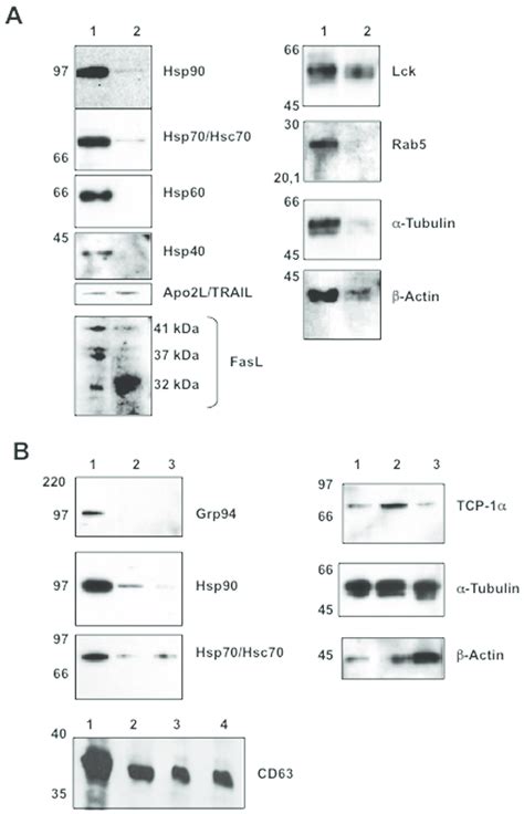 Initial Immunoblot Analysis Of Proteins Expressed In Cells And In