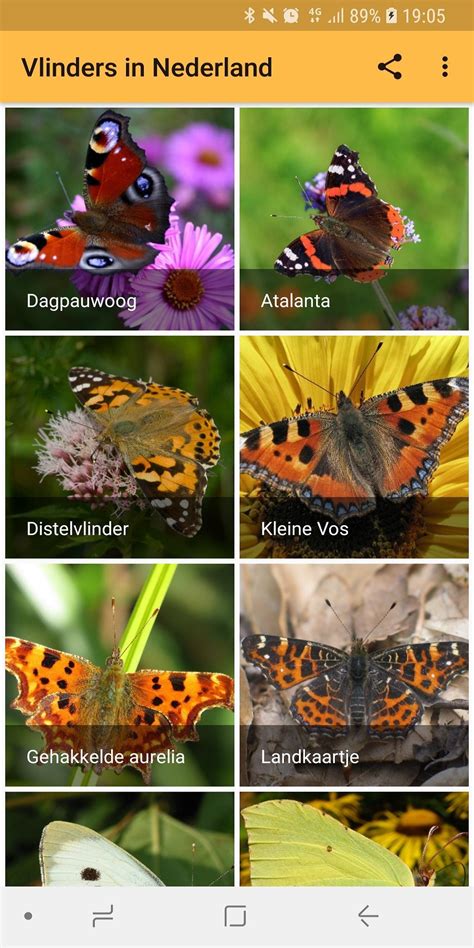 Vlinders Herkennen In Nederland Apk For Android Download