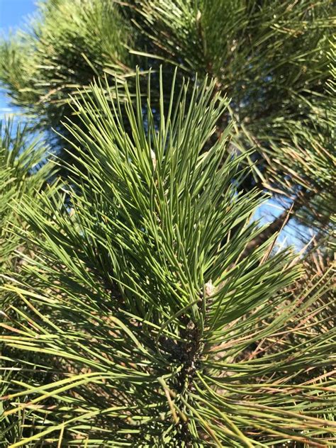 Pinus Nigra Var Austriaca Pin Noir D Autriche Les Plantations