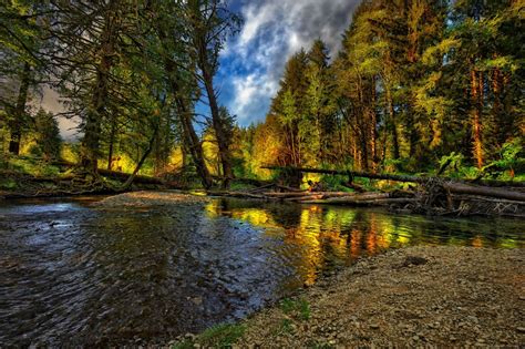 Красивые пейзажи леса (66 фото)