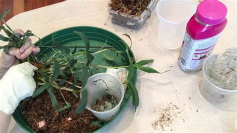 Repotting Dendrobium Kinginium Youtube