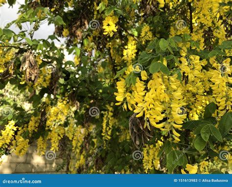 Yellow Bunches Of Acacia Flowers Are Hanging On The Tree Stock Image