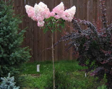 Гортензия ванила Фрайз в ландшафтном дизайне (73 фото) - 73 фото