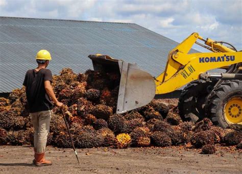 Hadapi El Nino Emiten Kelapa Sawit Mulai Siapkan Strategi