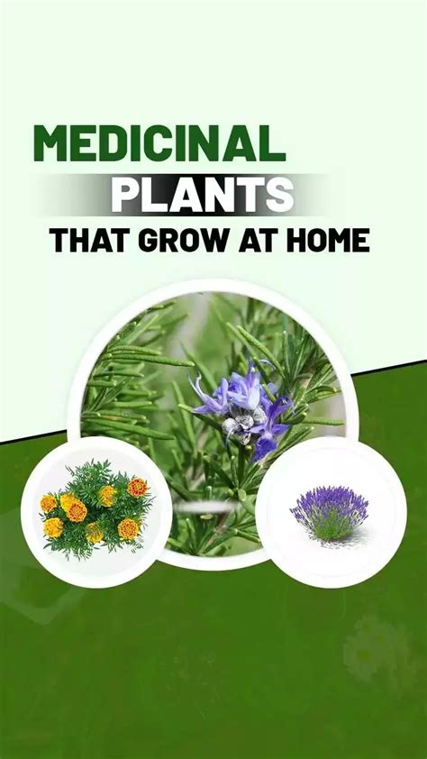 Types Of Medicinal Plants To Grow At Home