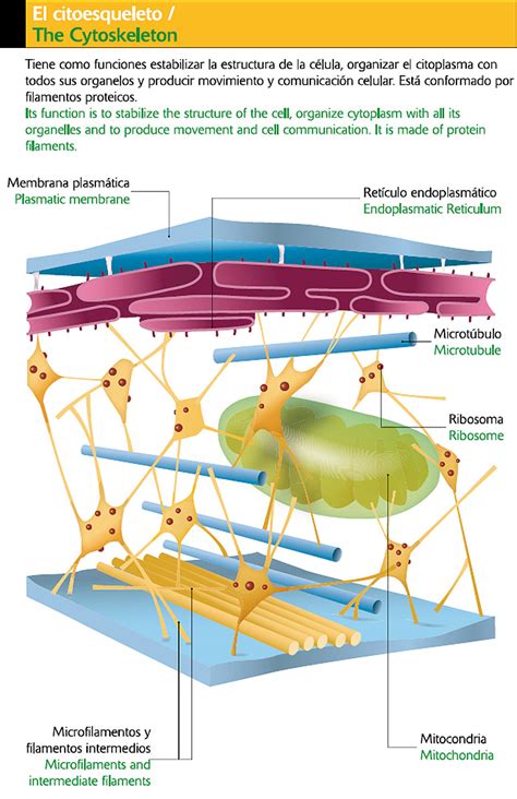El Citoesqueleto Icarito