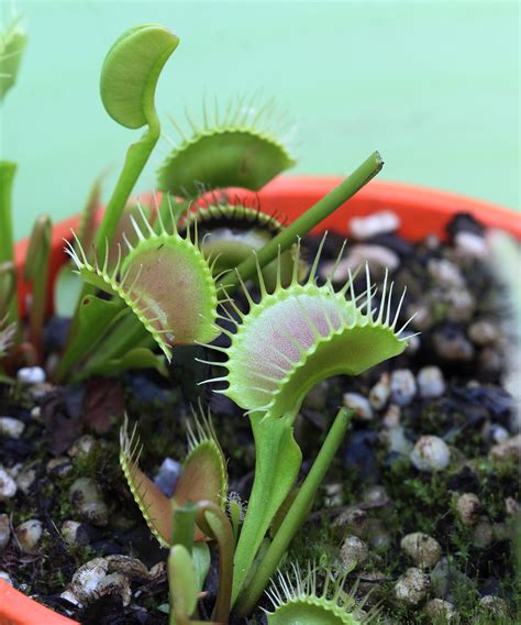 Venus Flytrap Care And Growing Guide Expert Tips Gardeningetc