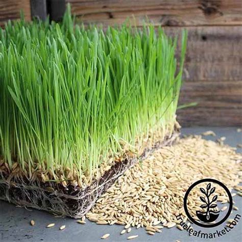 How To Grow Grass Indoors Gardener’s Path