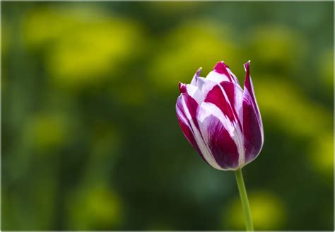 Eine Tulpe Foto And Bild Tulpen Frühling Natur Bilder Auf Fotocommunity