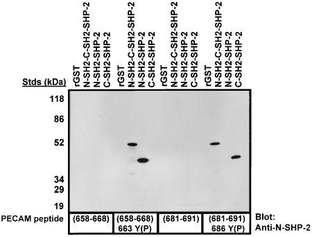 In Vitro Binding Of Pecam Phosphopeptides With The Individual Nh